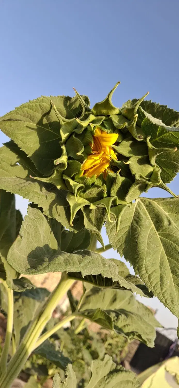 باغ ۵۰۰متری میغان جاده مراد آباد (فوری.فوری)