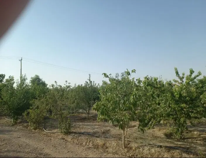 چهاردیواری باغ با امکانات