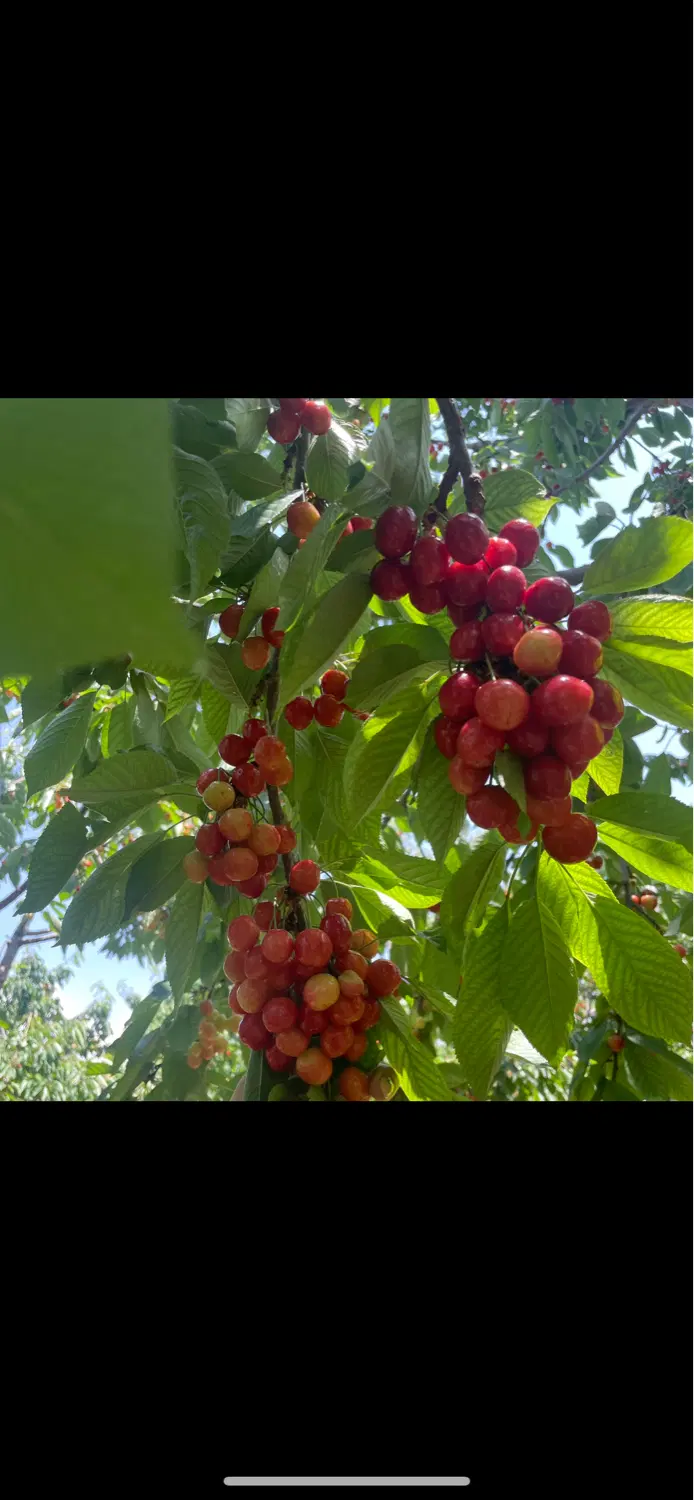 باغ متراژ ۳هزار متر کامل