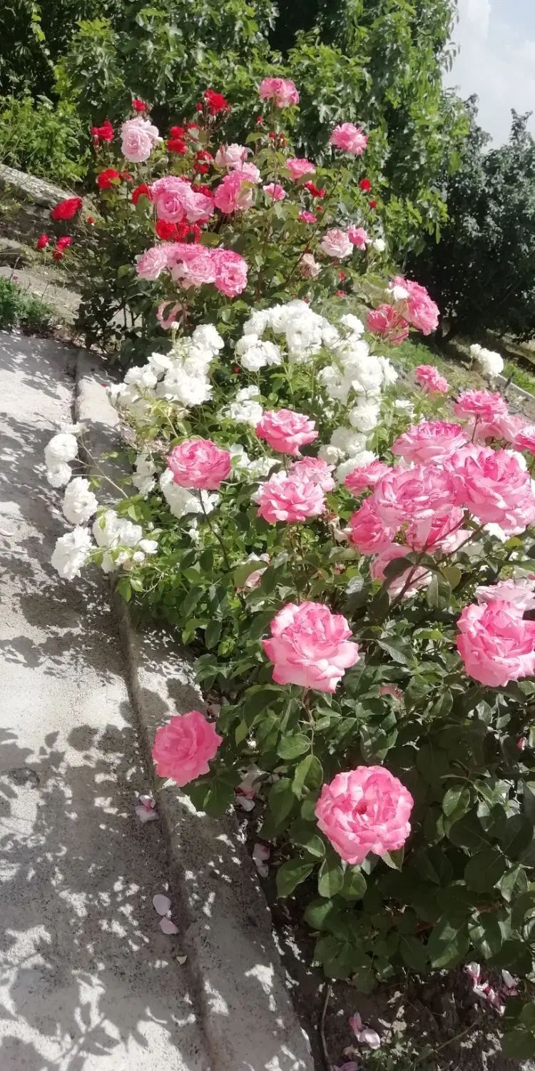 فروش باغع