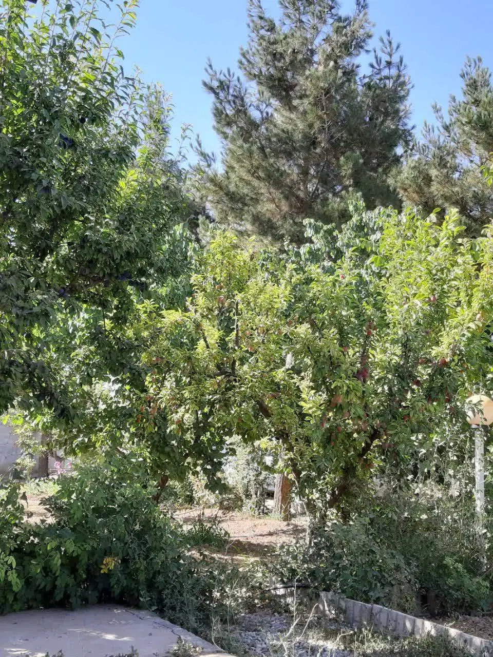 باغچه 1000 متری