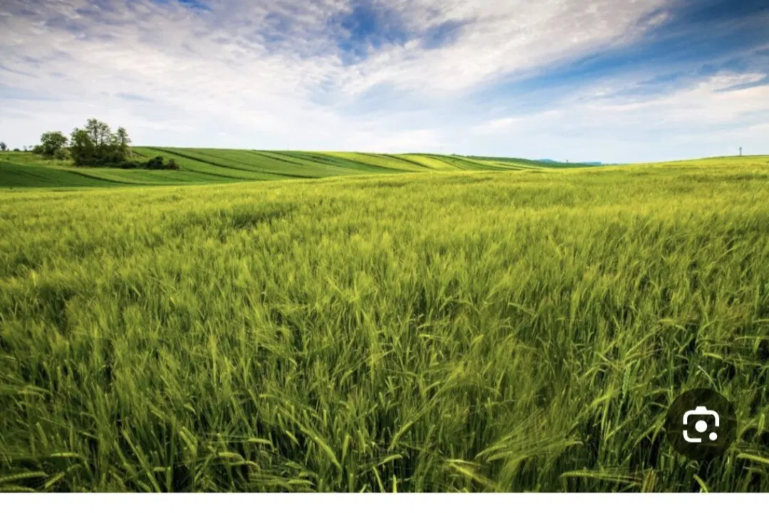 فروش زمین