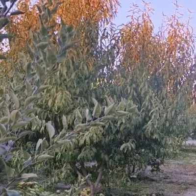 باغچه با خانه باغ ویلایی روستای شیخ سرمست، قرلر