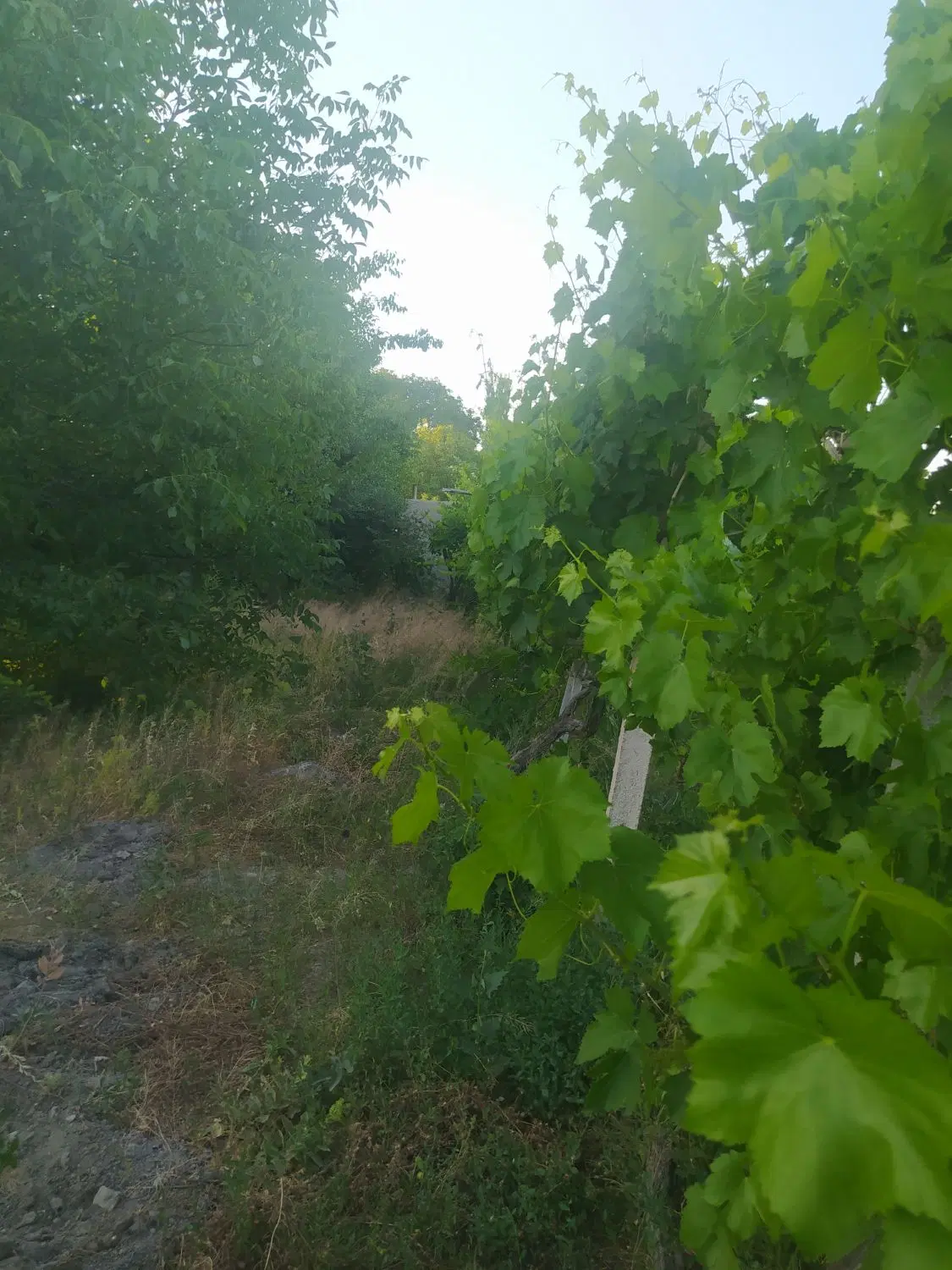 ویلا باغ ۱۲۰۰ متر جاده سنتو روستای ترکمان