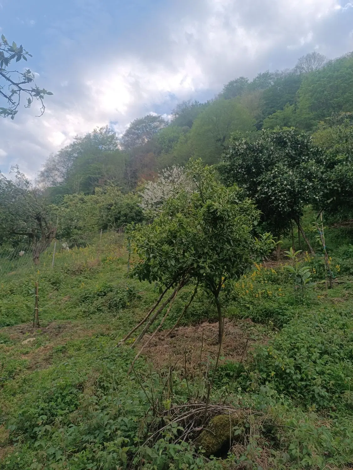 زمین کشاورزی