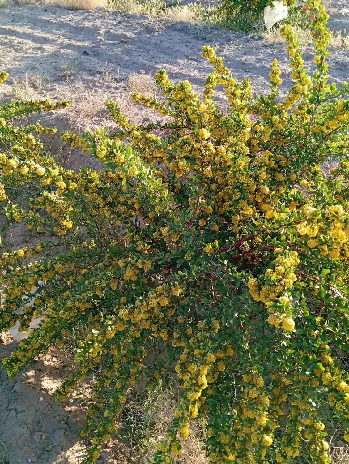 زمین با اب بجد