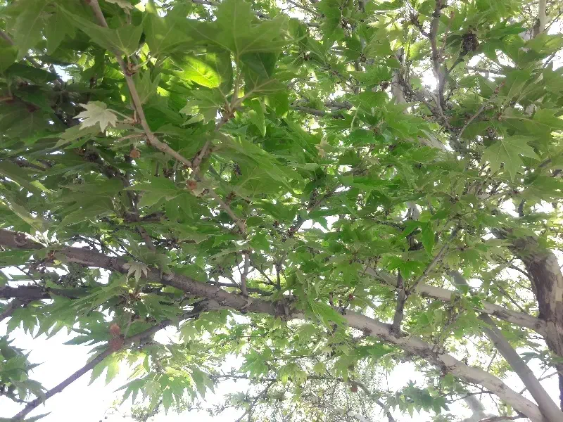 زمین باغ