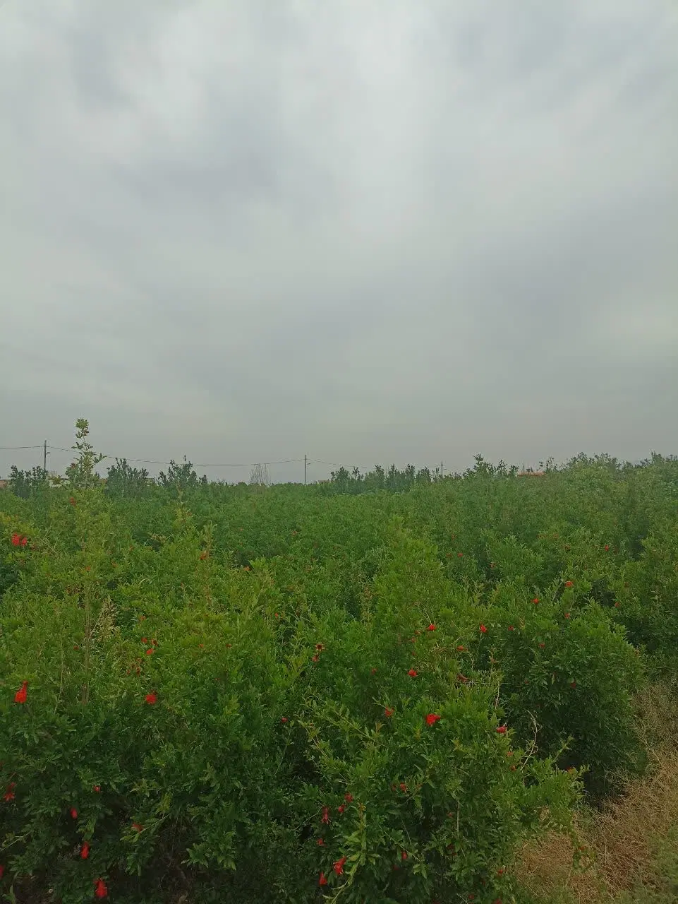 باغ انار ۱۰۰۰ متری