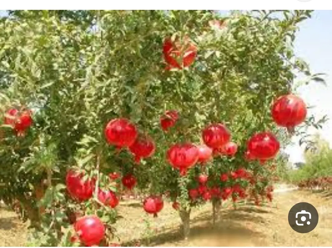 باغ انارامامزاده قیطانیه