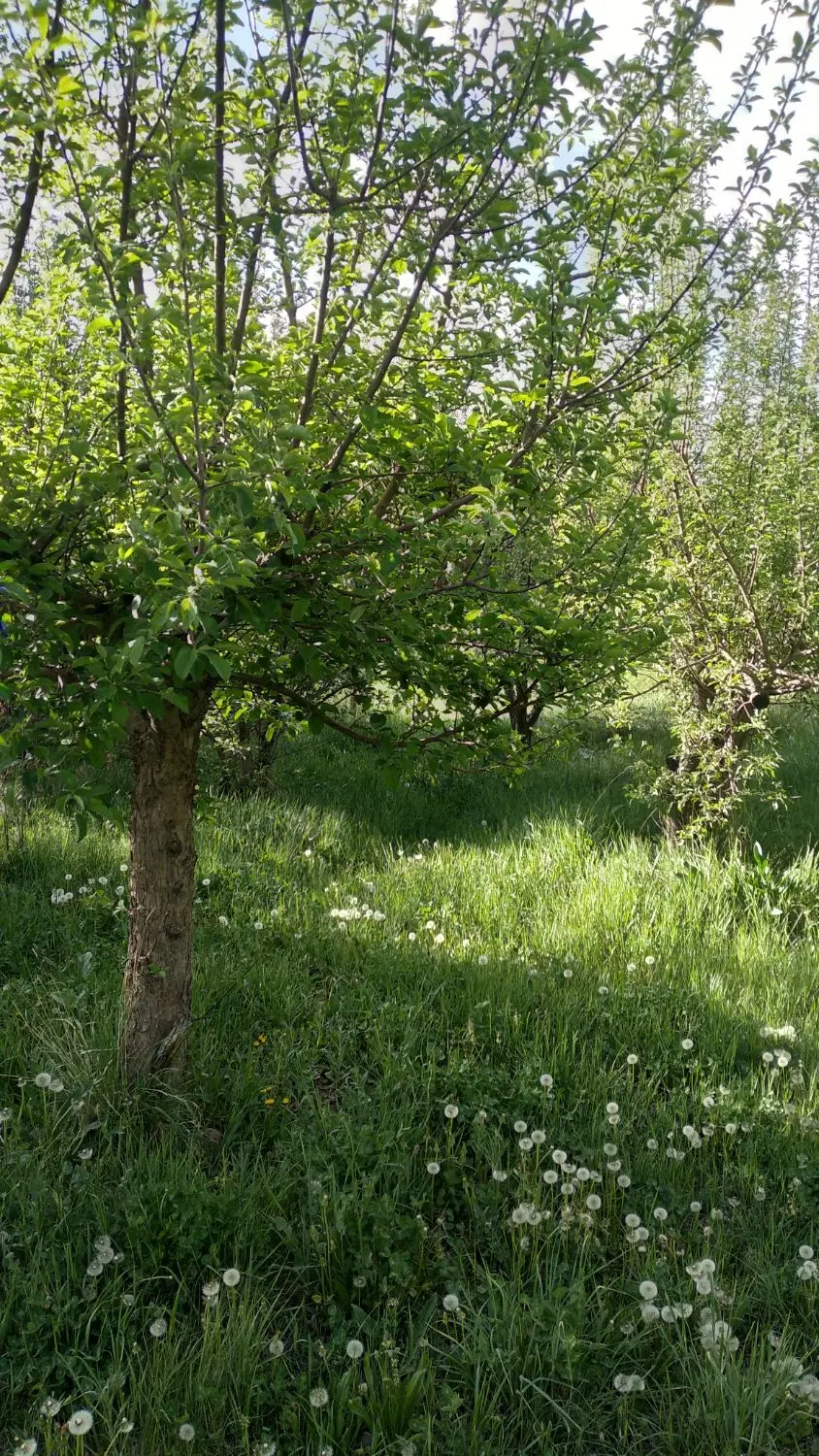 باغ _ زمین فیروزکوه