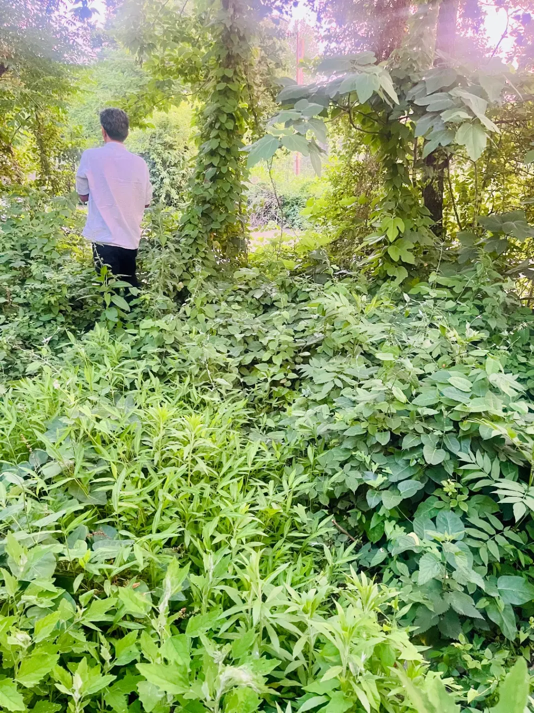فروش زمین در محدوده شهری کوچصفهان