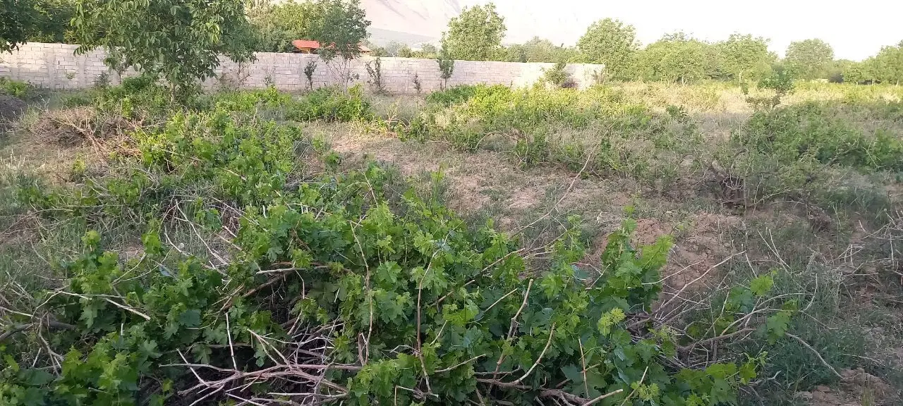 زمین ویلایی سرسبز در فاصله ۱۰۰۰متری ملایر