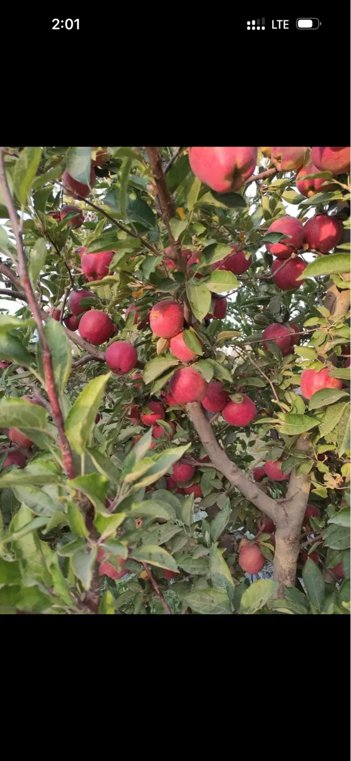 باغ و‌باغچه سنتو