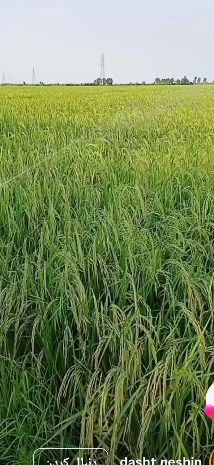 فروش زمین مزروعی