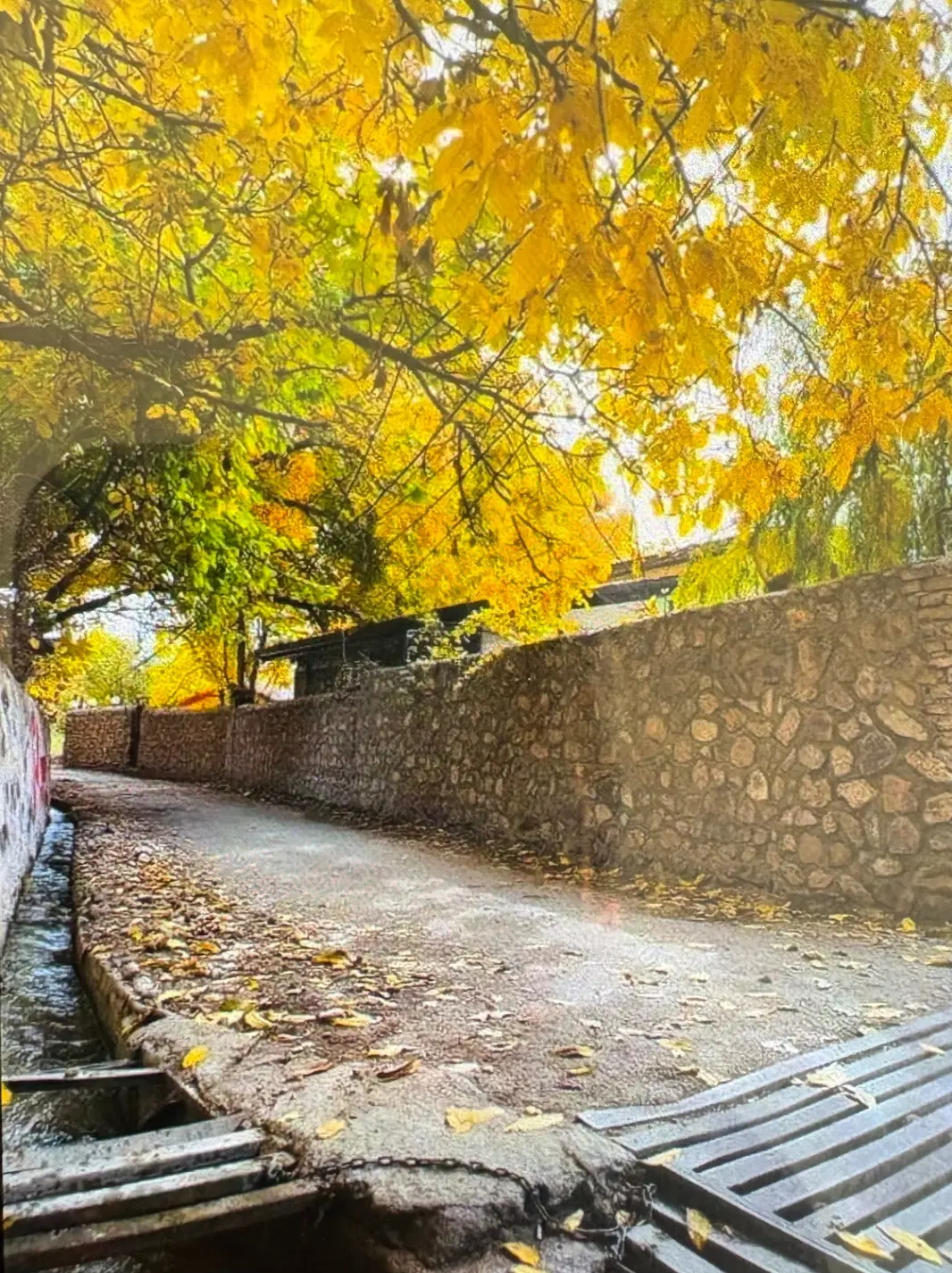 باغچه در فشند