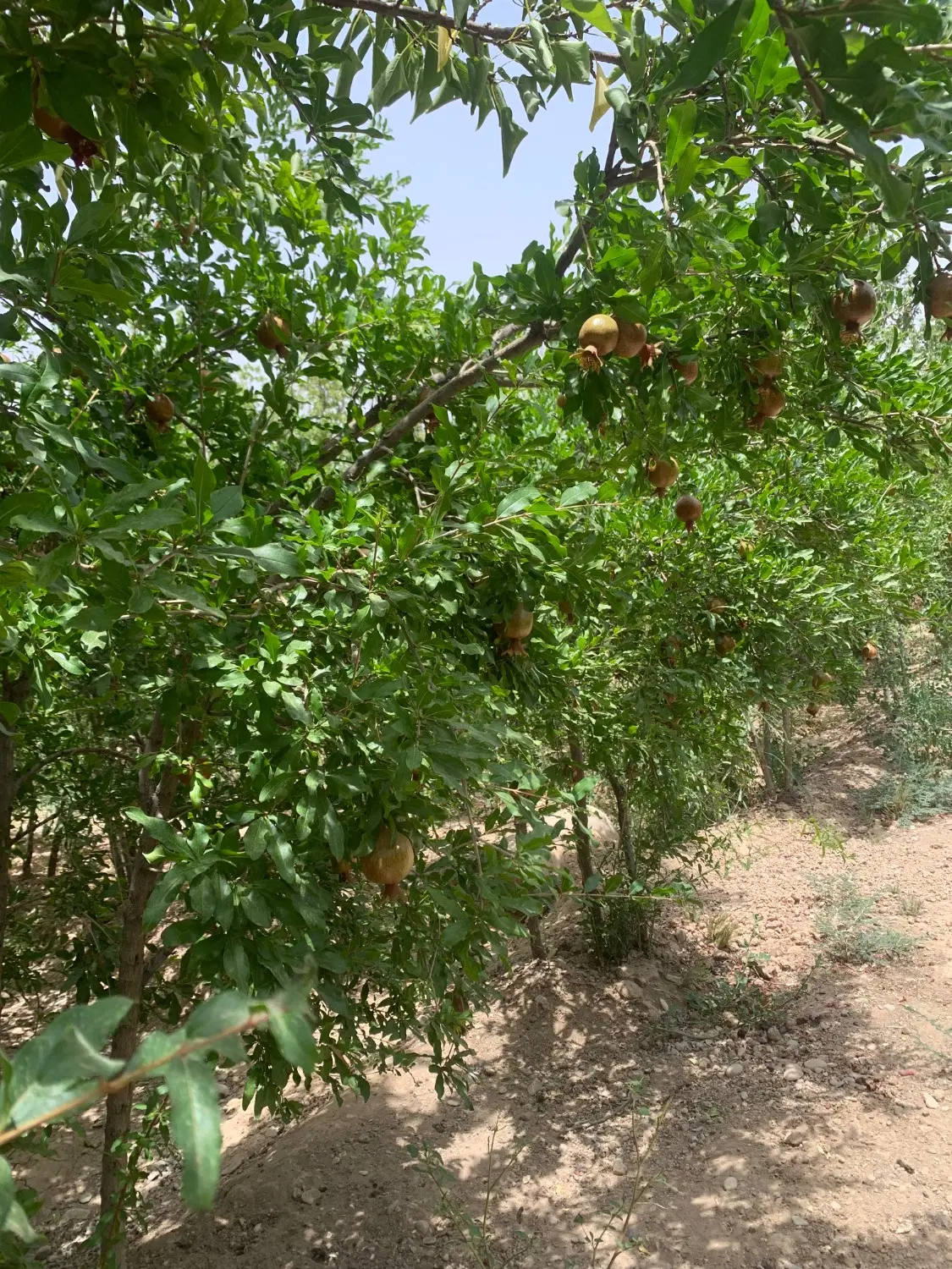 باغچه 740 متری انار،ساوه محمود آباد
