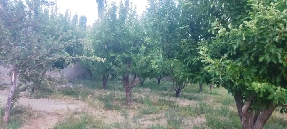 باغ سیب ثمری