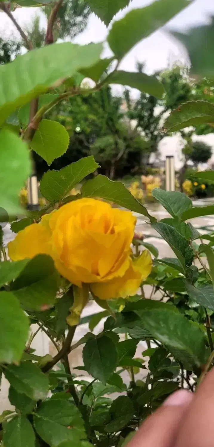 باغ ویلا