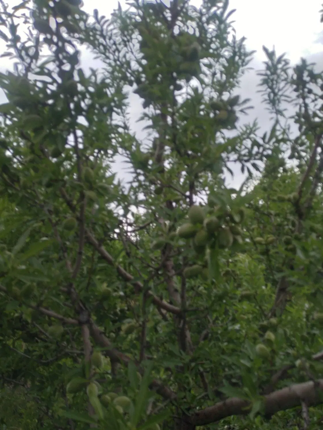فروش باغ میوه ۱۴ساله