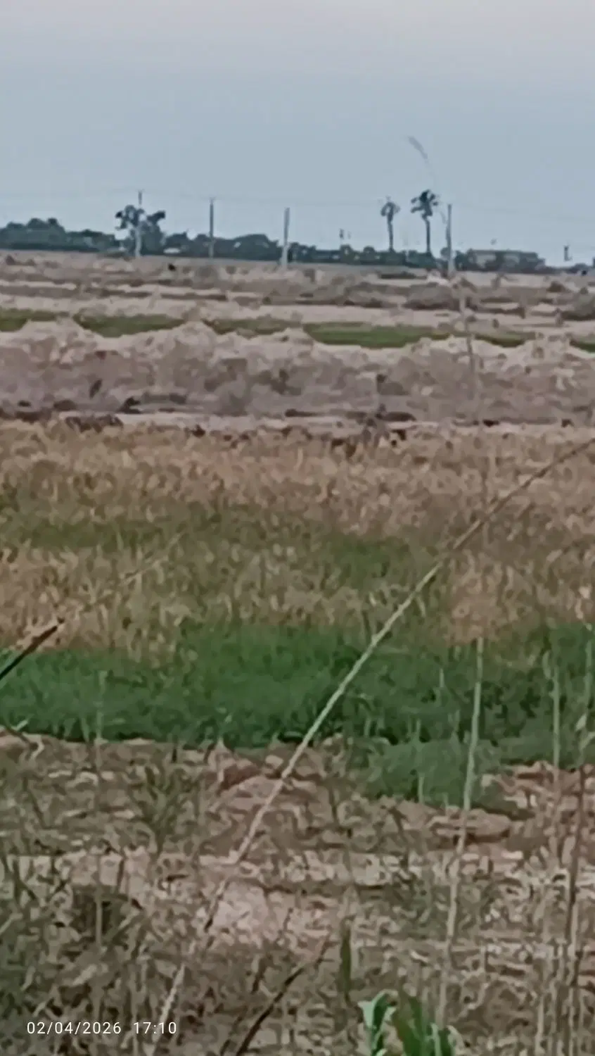 فروش زمین روستای ربیحات