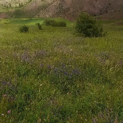 فروش زمین