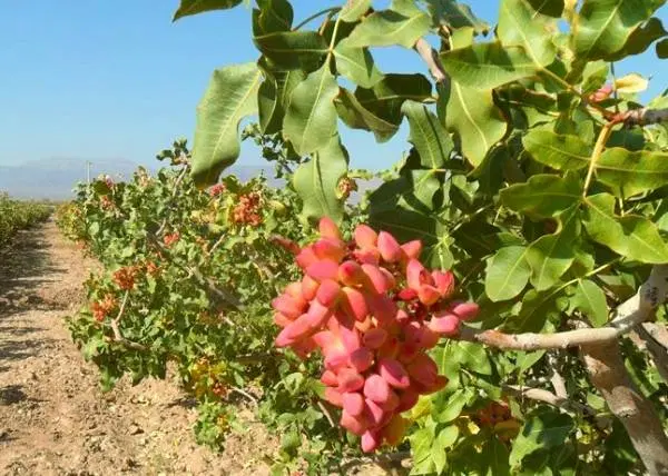 زمین پسته ای