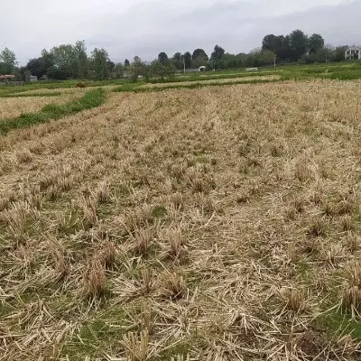 زمین کشاورزی روستا چیران