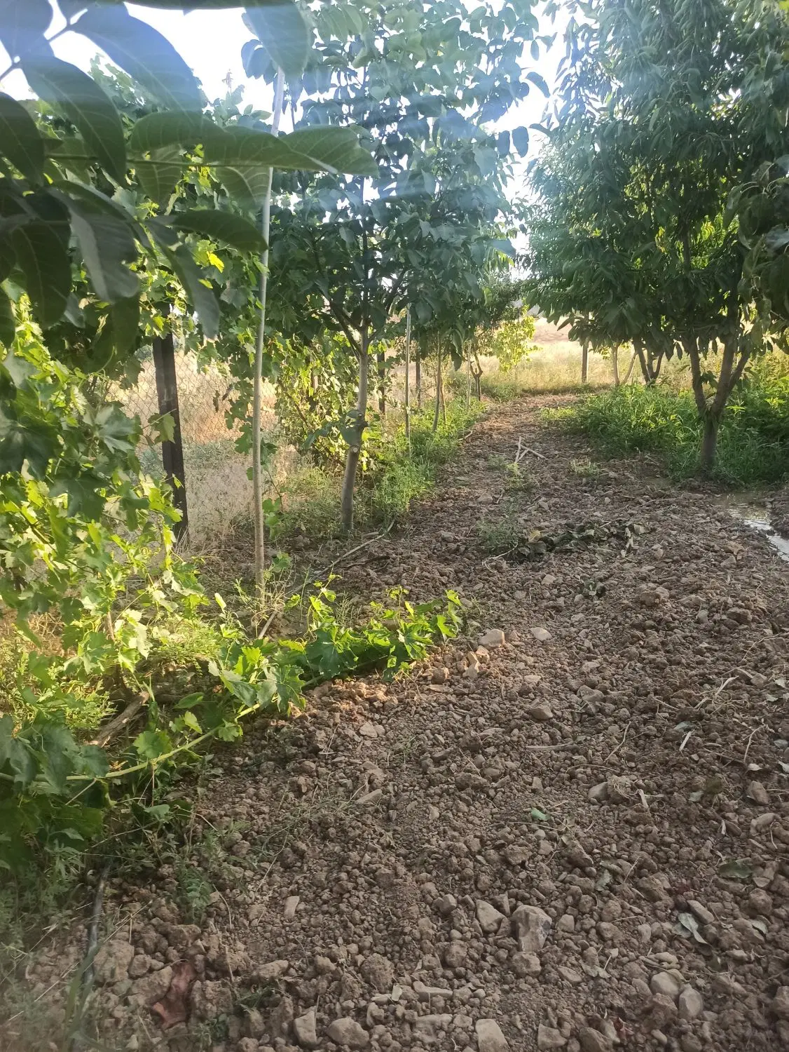 ۱۰۰۰متر زمین کشاورزی