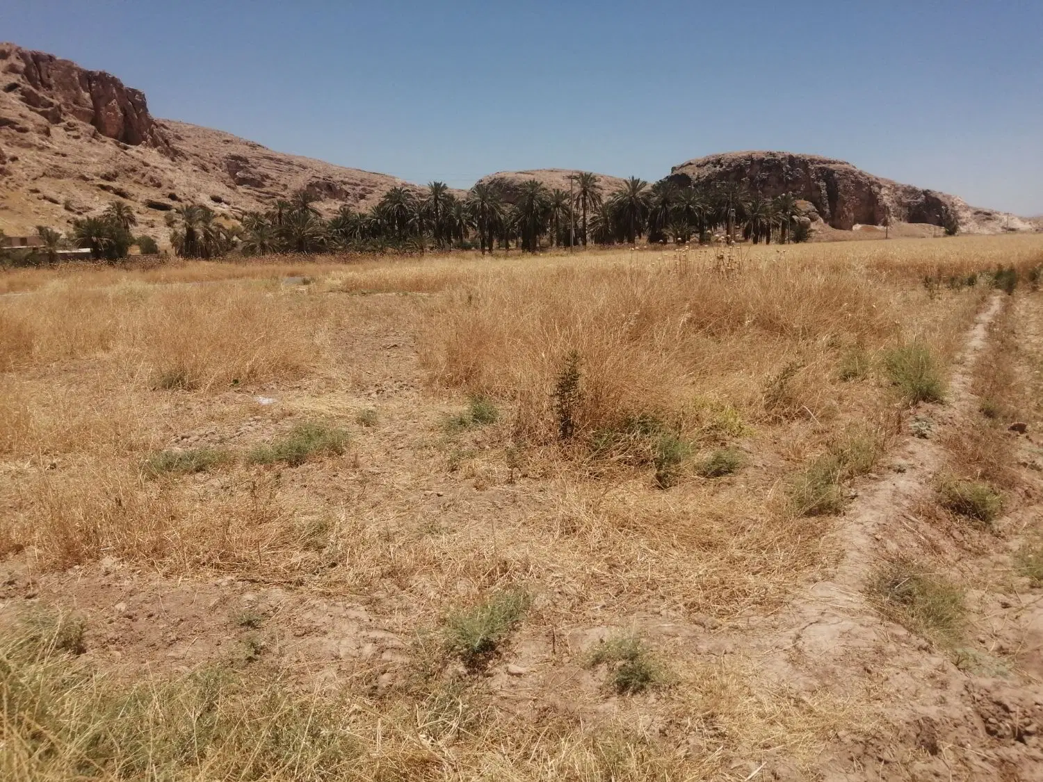 زمین کشاورز