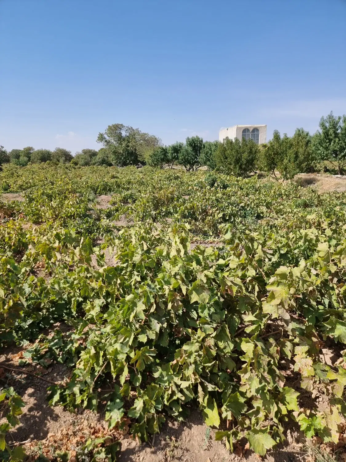 باغ انگور سنتی تاکsتان