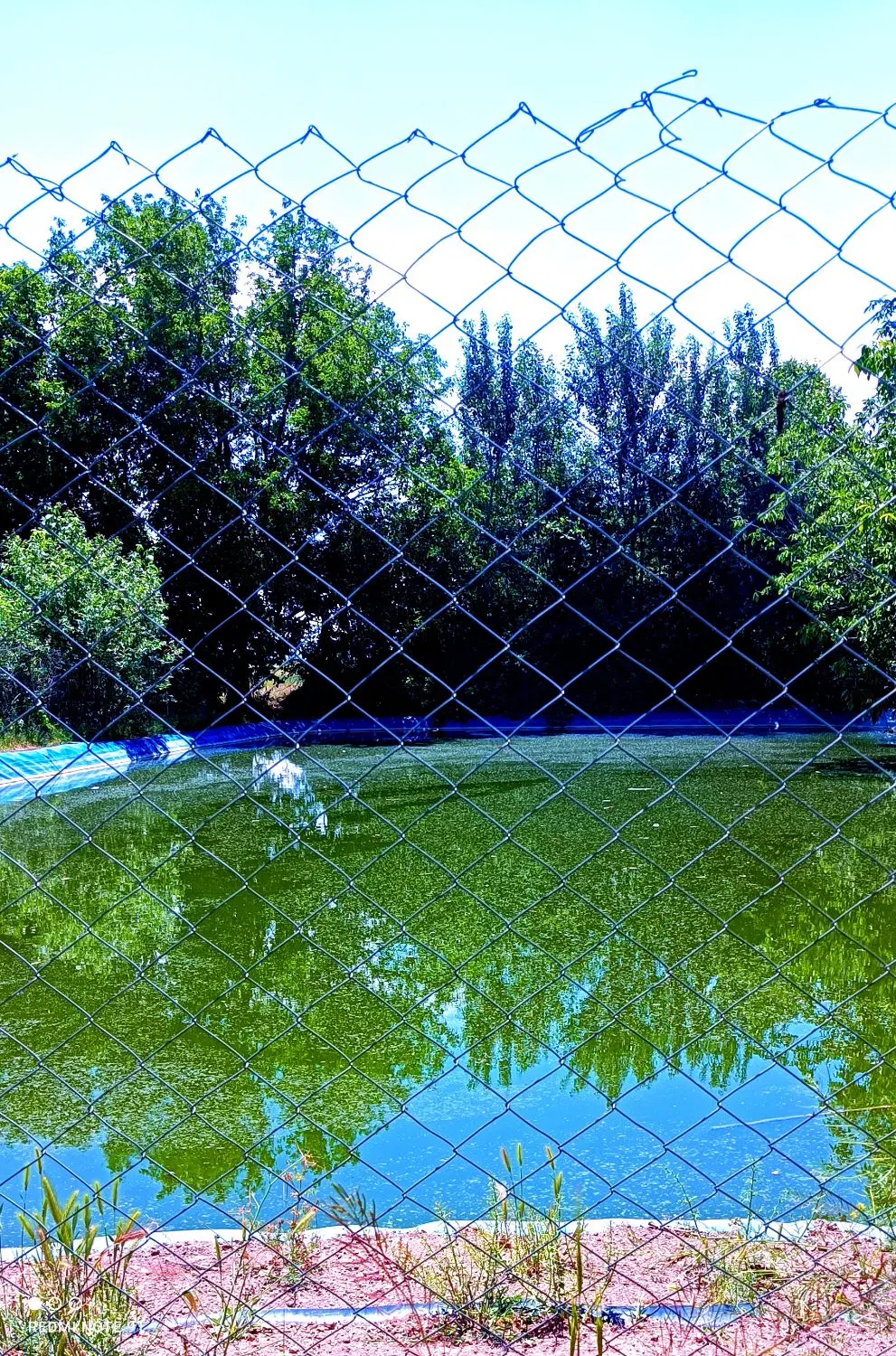 باغ مکانیزه گلابی