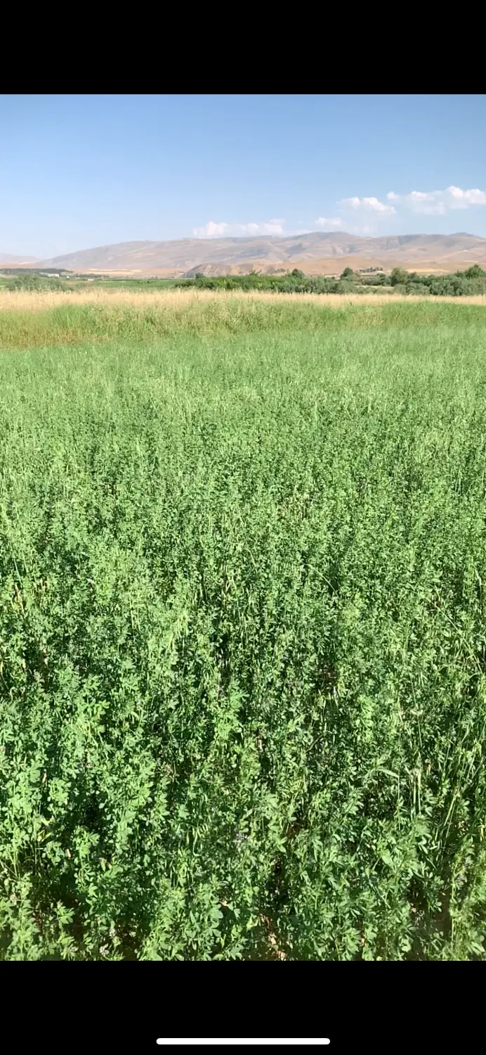 3500 متر زمین کشاورزی واقع در روستای سرچشمه