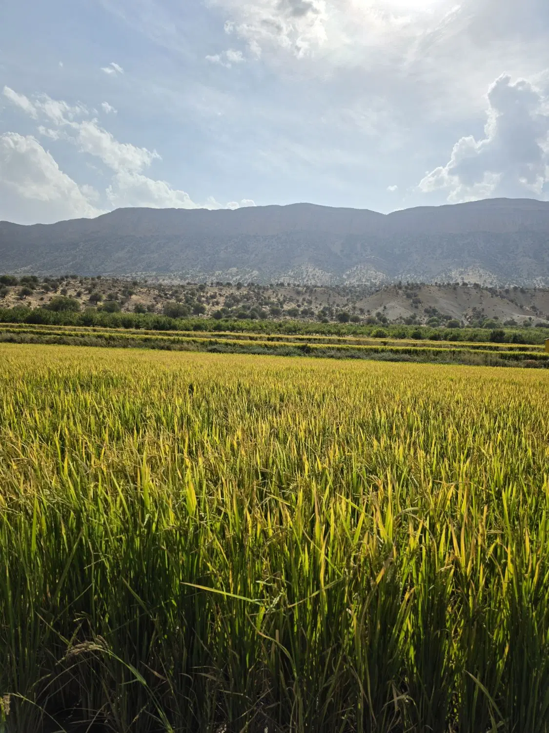 زمین تجاری ۶۰ متری