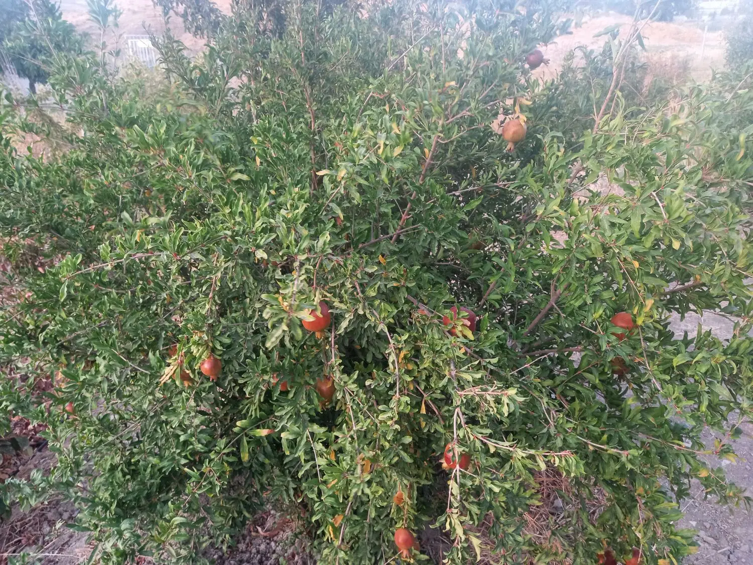 خانه باغ بلیین