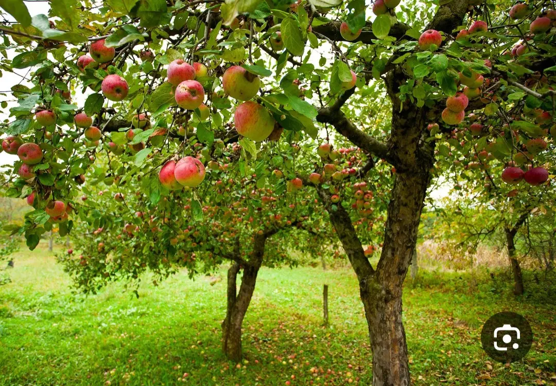 ۵۰۰زمین باغی چهاردیواری