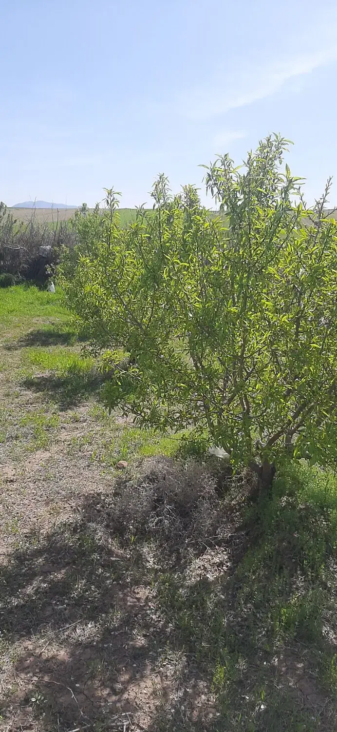 باغ ۱۲۵۰ متری نجم اباد