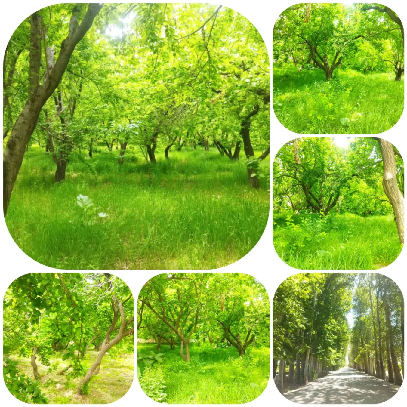 باغ ویلا نیم ساعتی تهران و کرج از ۳۰۰متر تا ۱هکتار