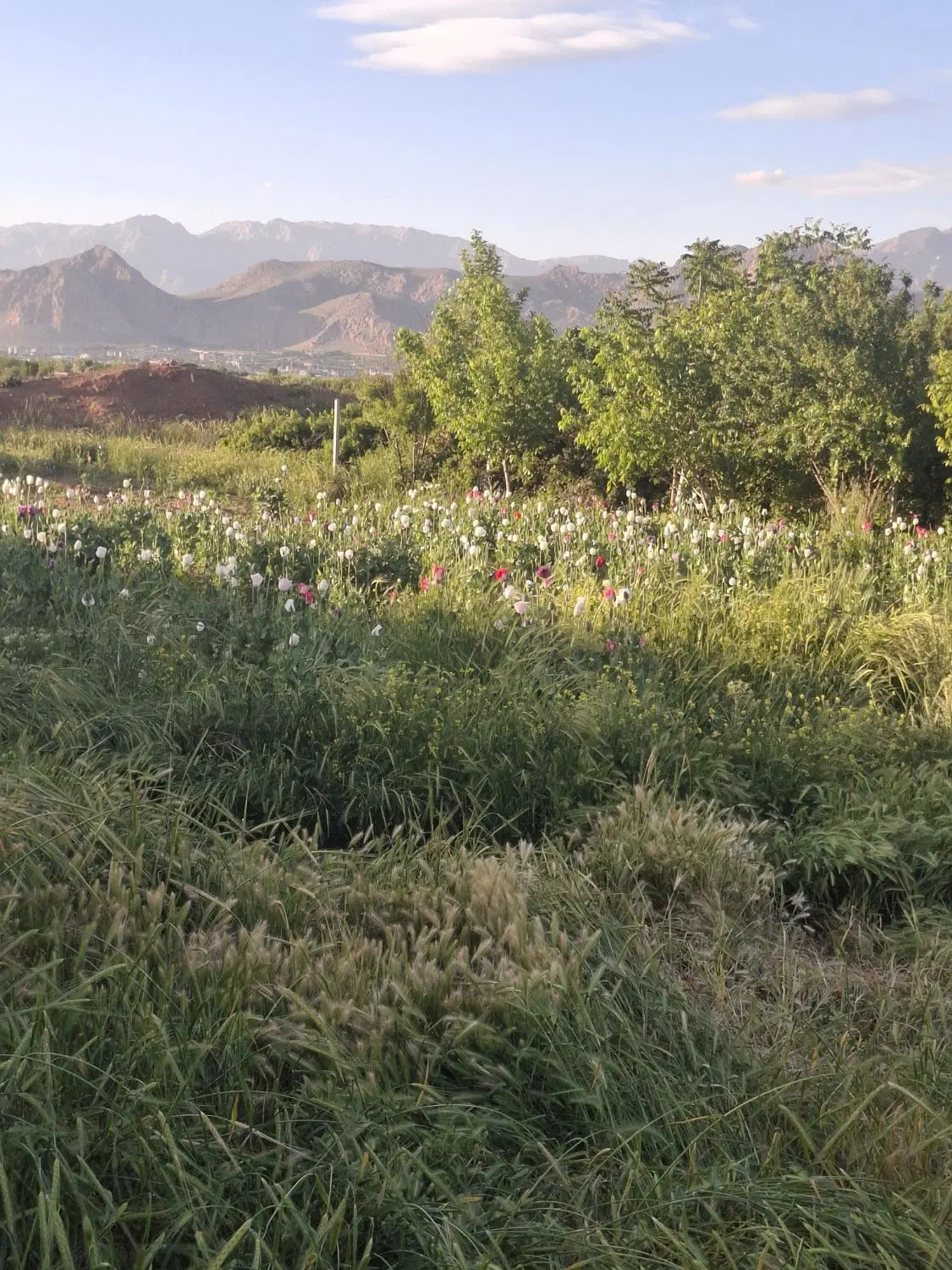 زمین باغی نزدیک شهر