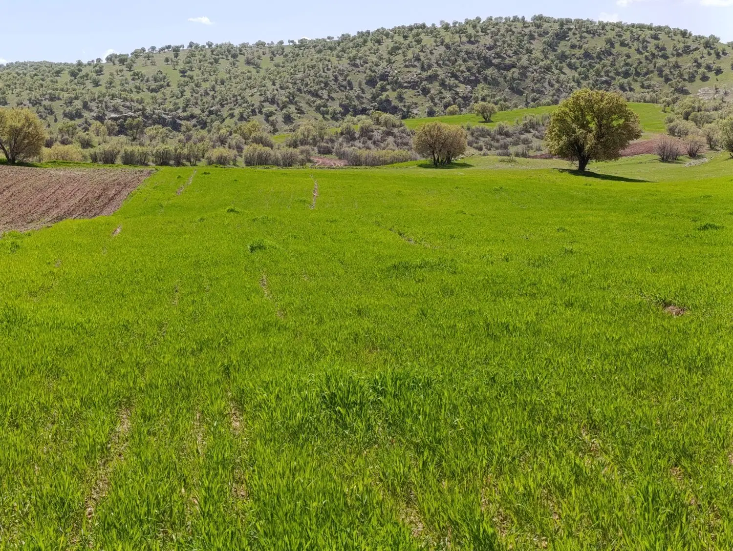 زمین کشاورزی دیم چگنی