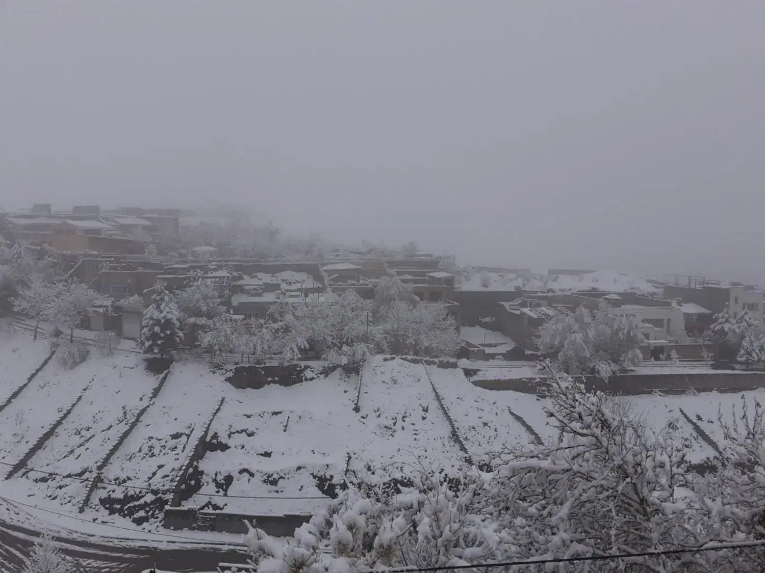 باغ یک هکتاری