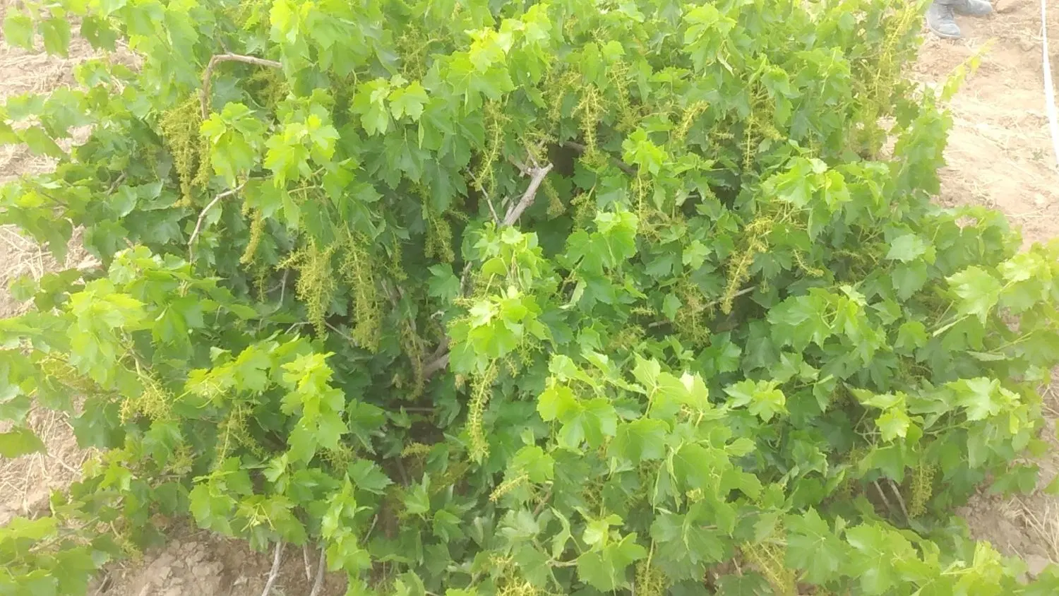 باغچه