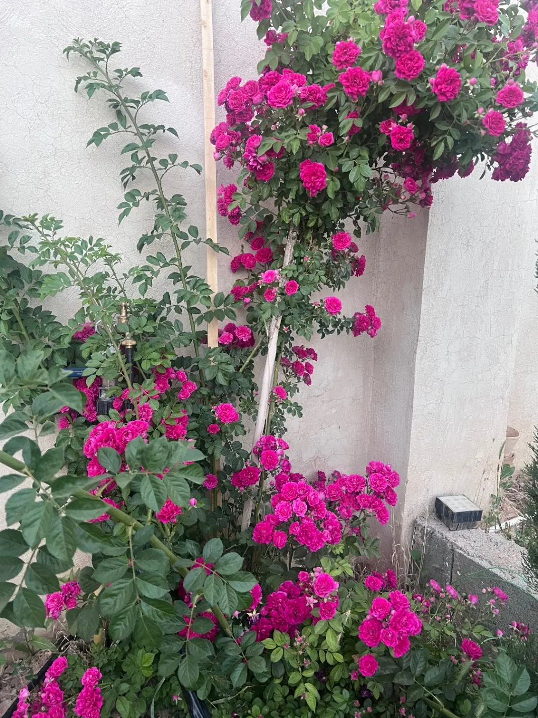 باغ در دهنو قلندری