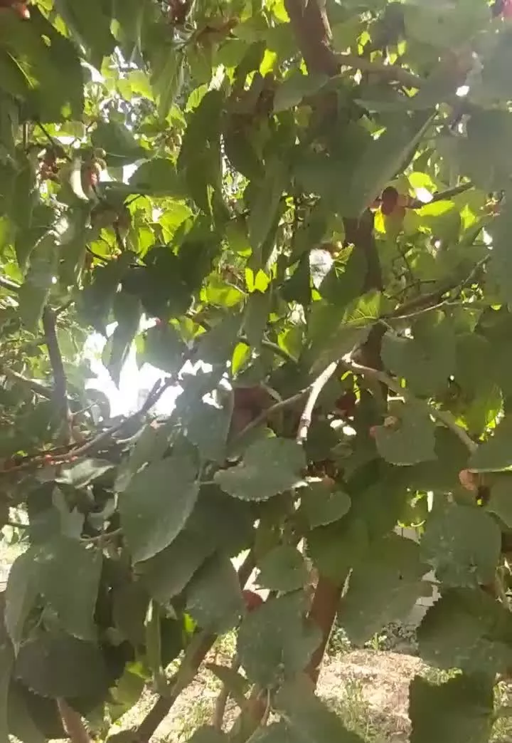 فروش باغ ۲۰۰ متری امکان معاوضه با خودرو