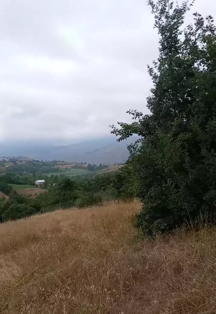 بره سر