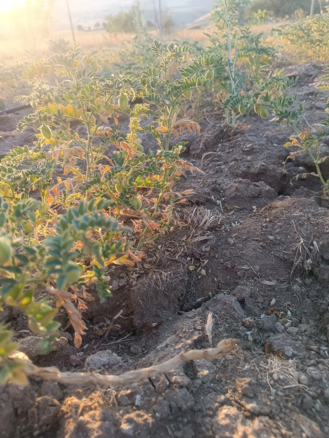 فروش خانه باغ
