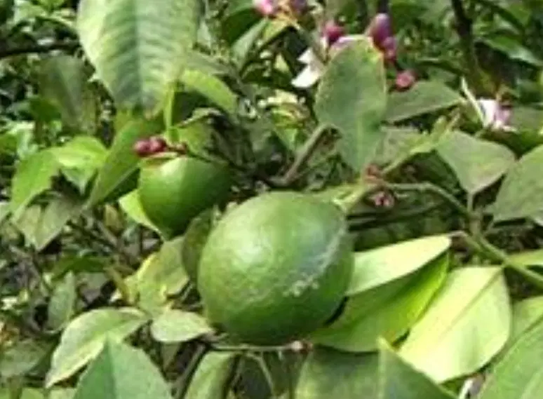 باغ هزار پانصد متری