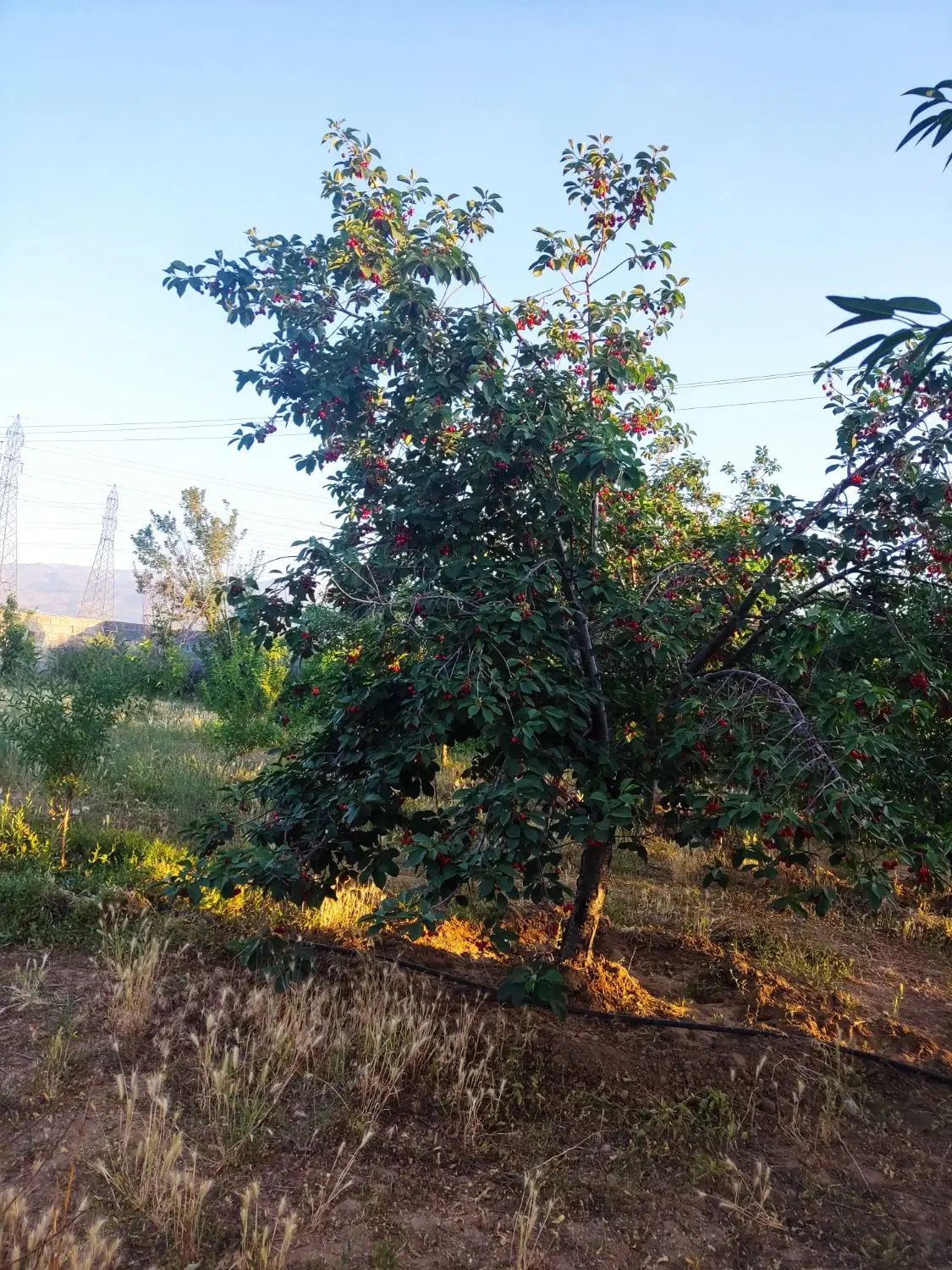 فروش زمین باغی