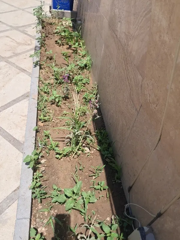 باغ ۶۰۰ متری حصار در اسپیران