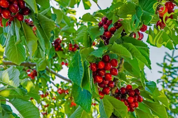 باغ گیلاس ( ابراهیم آباد طالقان )