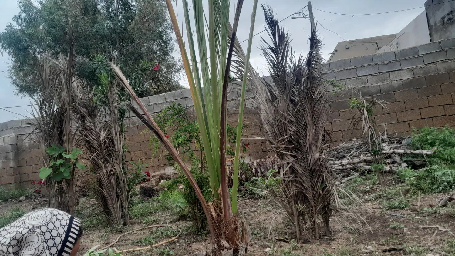زمین معلم ۵